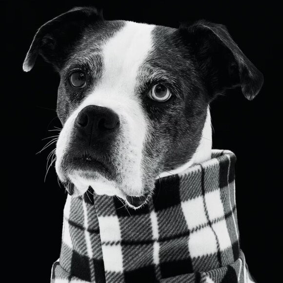 Your Posher: LuxPetWear / Luxury extends to both you & your cherished companion - Picture 1 of 1